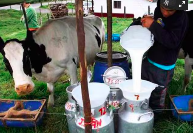 Crisis en el campo: Heladas en el Norte y Oriente antioqueño amenazan la producción de leche y hortalizas