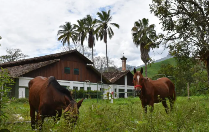 Final feliz: La Universidad de Antioquia adopta a dos caballos rescatados de las carrozas turísticas de Cartagena