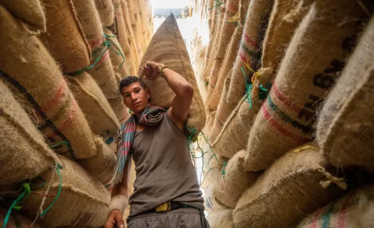 La crisis silenciosa del grano de oro: Factores y consecuencias de la proyección de caída en la producción cafetera